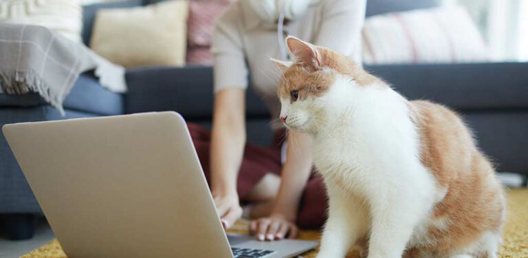 Cat with owner in front of a laptop
